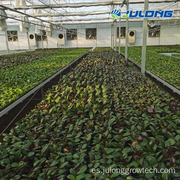 Mesa de bancos de rodillos móviles de vivero de plantas de planta